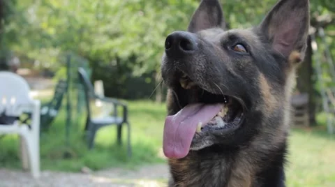 Dog waiting 스톡 동영상 52512328