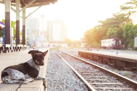 Dog waiting for his master to the retro steam train station Stock Photos