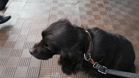 Dog is waiting for the owner. Stock Footage 103846523