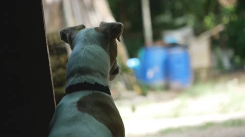 A dog is waiting for owner,real view Stock Footage 153780139
