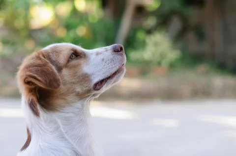 Dog Waiting Stock Photos