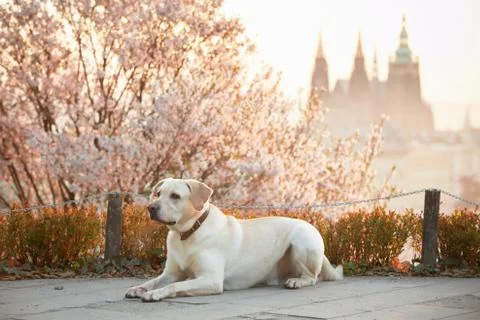 Dog is waiting Foto stock