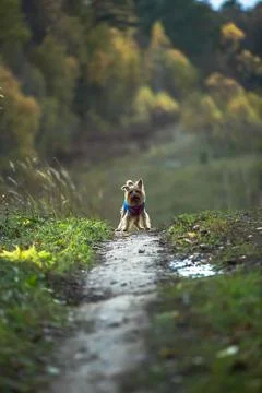 The dog is waiting Foto stock