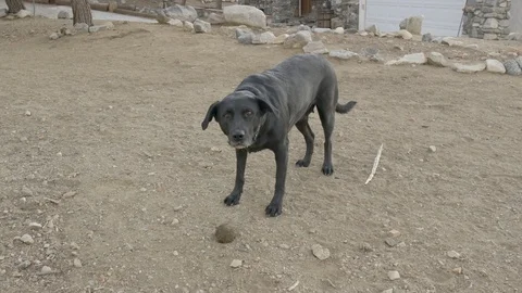 The dog is waiting for playing ball. Stock Footage 105771326