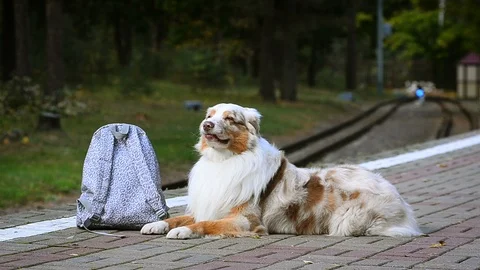 Dog waiting for the train Stock Footage 97521886