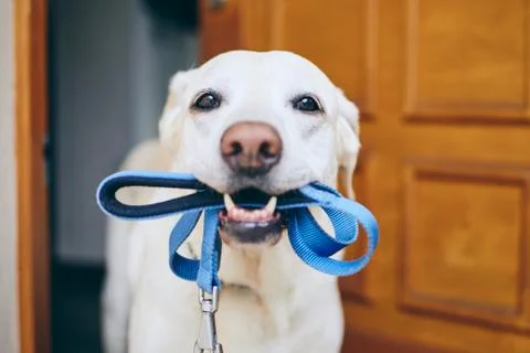 Dog waiting for walk 写真素材