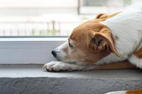 Dog waiting at the window Stock Photos