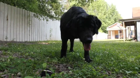 Dog waits for ball to be thrown and throws it toward camera Stock Footage 6830774
