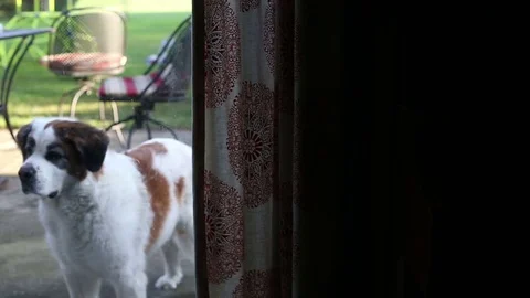 Dog waits to be let back into house, video Stock Footage 79693816