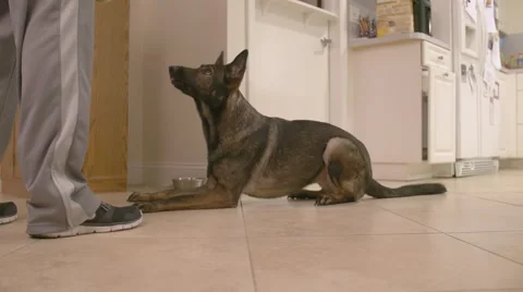 Dog Waits Eagerly for Toy Stock Footage 47124267