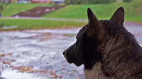 Dog waits the end of rain Stock Footage