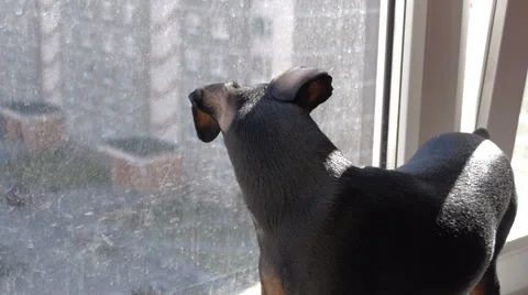 The dog waits for the host Stock Footage 63176661