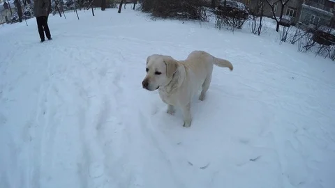 Dog waits. It does not know what to do. Stock Footage 86595642
