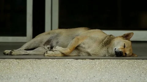 A dog wake up behavior Stock Footage 48883257