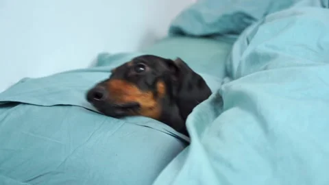 Dog wakes up in bed, squints, jumps up cheerfully, energetic, cheerful morning Video stock 280444909