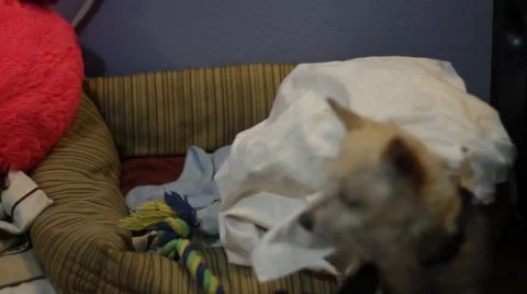 Dog wakes from under blankets Stock Footage 47502012