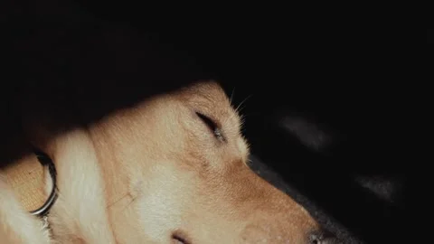 A dog waking up in the blinding light Stock Footage 252044959