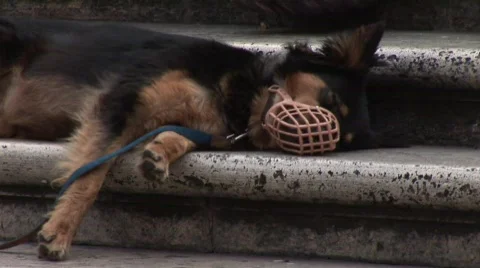 Dog waking up Stock Footage 847599