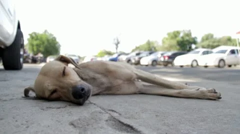 Dog Waking Up Stock Footage 17821763