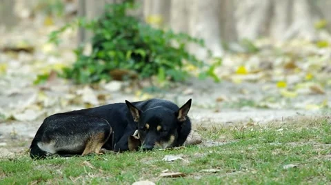 Dog is waking up Stock Footage 48785017