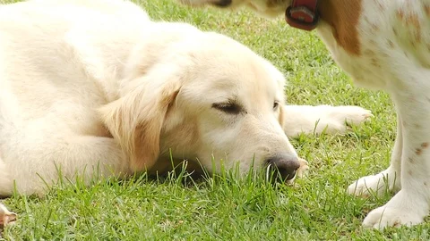 Dog waking up Stock Footage 95539634