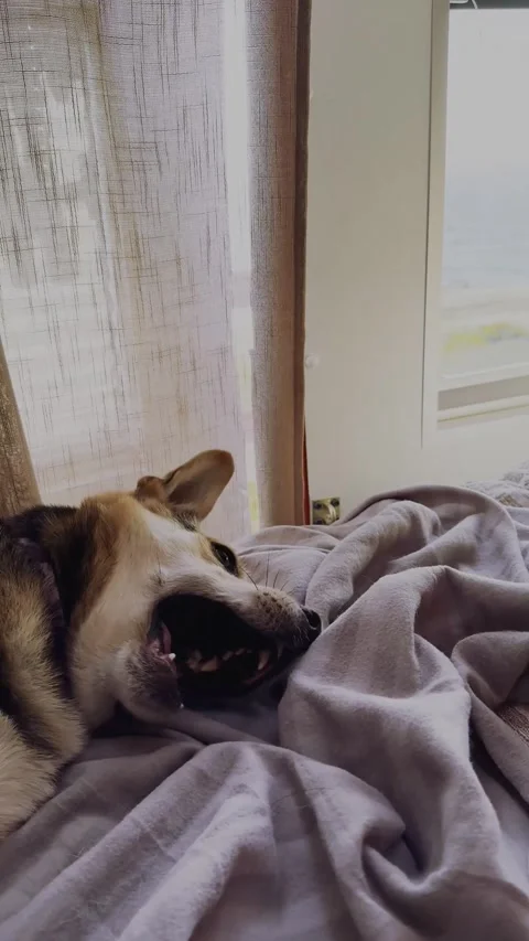 Dog Waking Up to Human Touch. Stock Footage 328350848