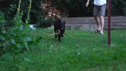 A dog on a walk in the backyard Stock-Footage 80429066