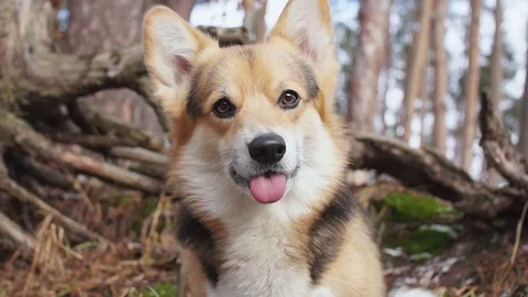 Dog on a walk in a beautiful winter forest. Stock Footage 85298853