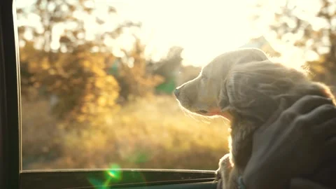 Dog walk by car. dog muzzle looks out the car window. the spaniel holds with red Stock Footage 248404991