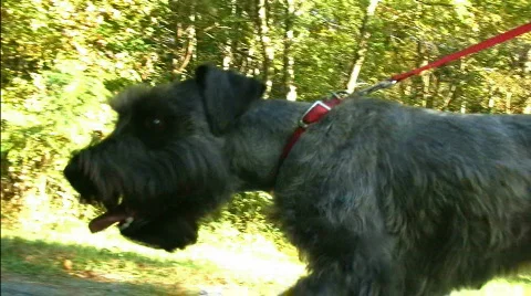 Dog walk Stock-Footage 642701