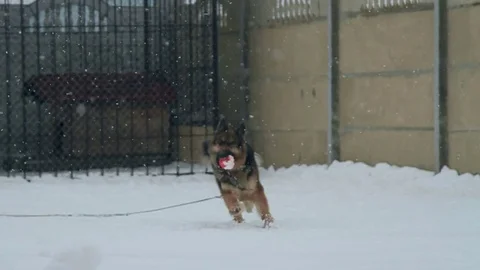 Dog for a walk Stock Footage 71288286