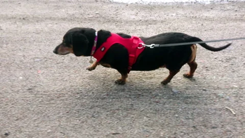 Dog walk Stock Footage 107479205