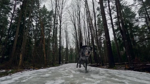 Dog on a walk Stock Footage 265174385