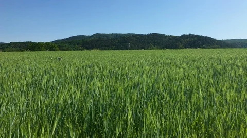 Dog walk left to right at grass, wheat field Stock Footage 90223607