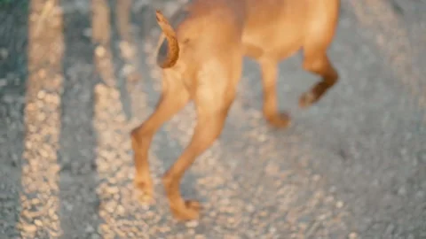 A dog on a walk in an open space with its owner Video stock 227573539