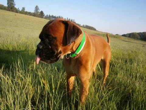 Dog for a walk Fotos Stock