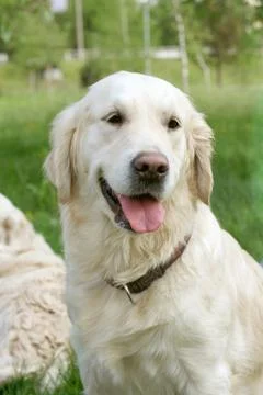 Dog on walk Foto stock