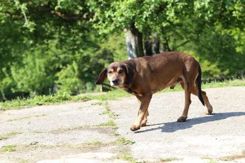 Dog on walk Stock Photos