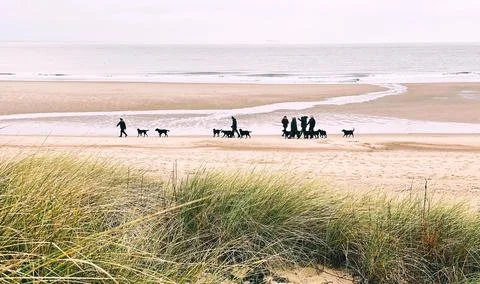 Dog walk Stock Photos