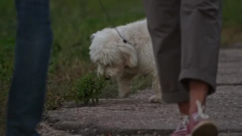 A dog on a walk relieves a small need on a blurred background behind the feet Stock Footage 162244705