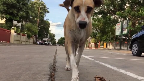 Dog walk Slow motion Video stock 82912563