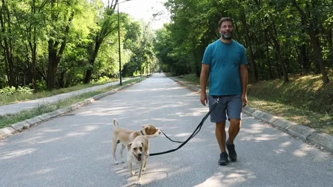 Dog walker in action Video stock 282189387