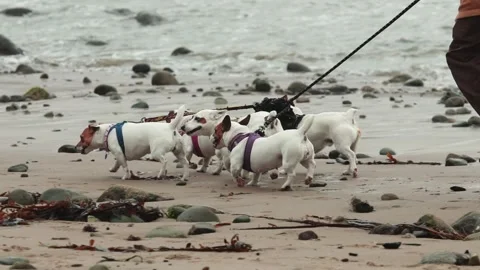 Dog walker on The Beach 스톡 동영상 300382112
