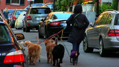 DOG WALKER Stock Footage 178560606