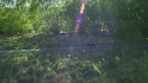 Dog walker with green trees and lens flare Stock Footage 155470079