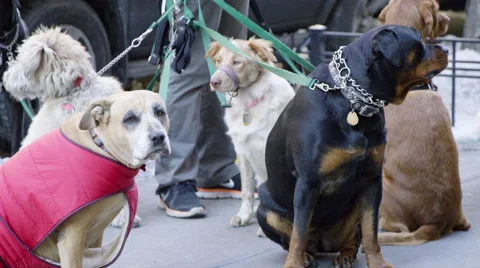 Dog Walker with Group of Dogs on Leashes - Different Breeds Outside on Sidewalk  Stock Footage 46948057