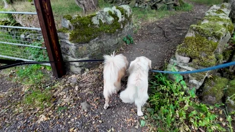 Dog walker leading two fluffy dogs along mossy stone wall in County Durham Stock Footage 316902035