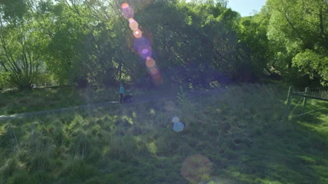 Dog Walker with lens flare front 3/4 drone tracking Stock Footage 155469745