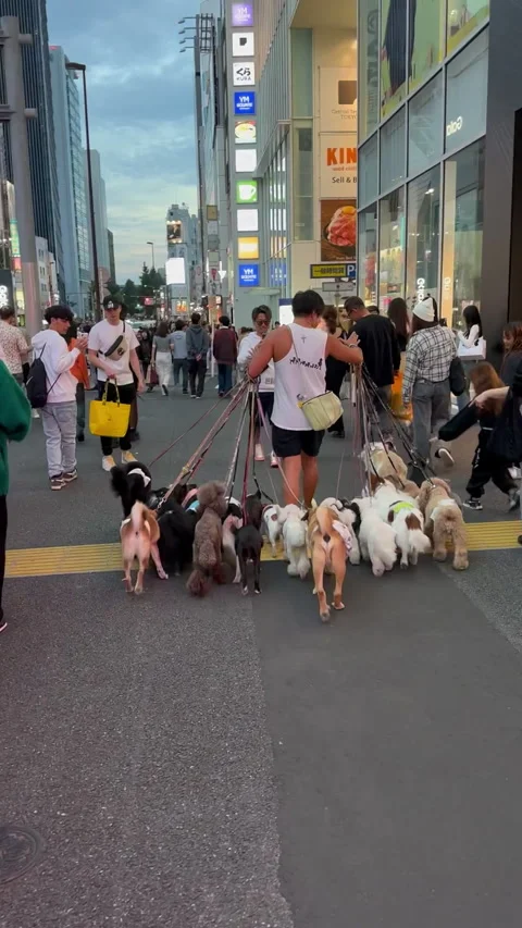 Dog walker managing a vibrant pack of dogs on the busy street Stock Footage 316261078