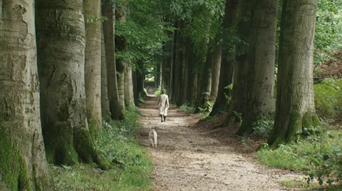 Dog walker on monumental beech lane Stock Footage 33750705
